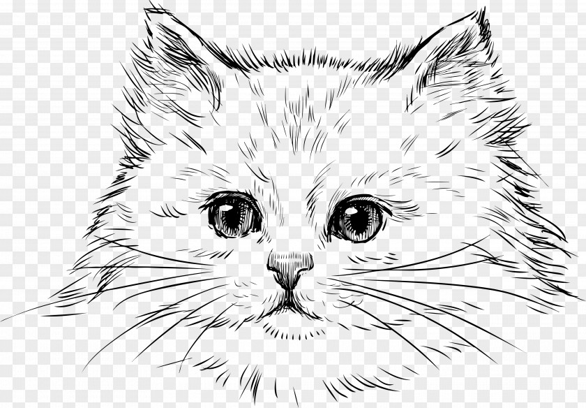 Persian Cat Kitten Drawing Clip Art PNG