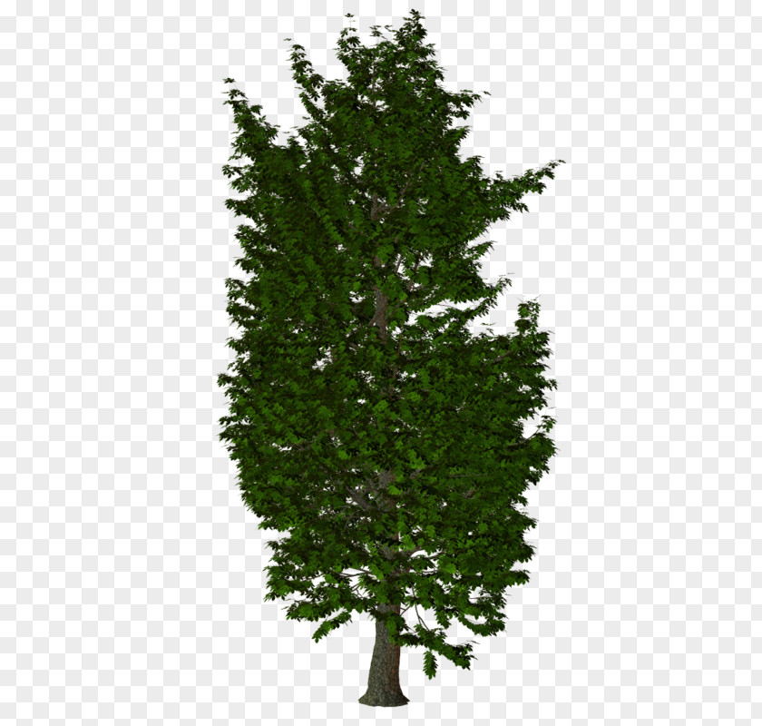 Tree Illustration Stock Photography Royalty-free Image PNG