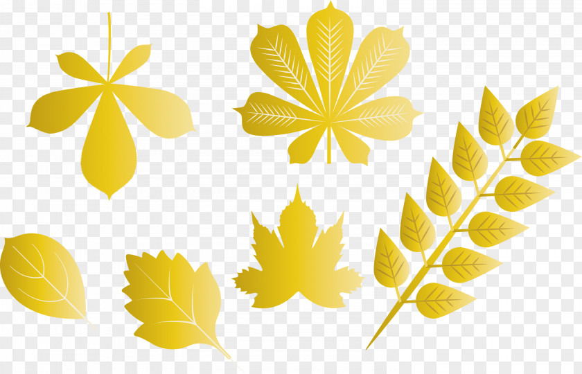 Autumn Leaf Color PNG