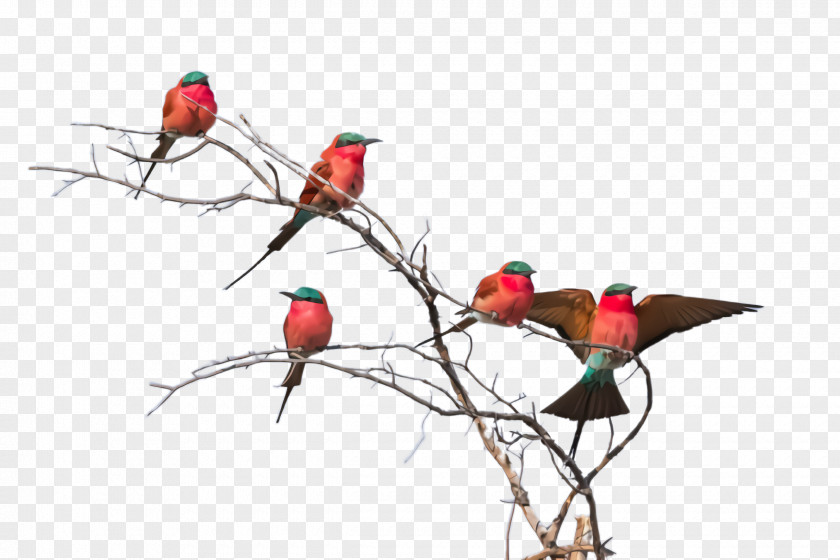 Coraciiformes Flower Bird Branch Twig Rose Hip Plant PNG