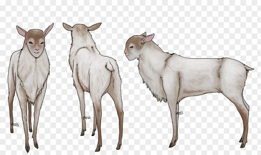 Deer Cattle Goat Wildlife Terrestrial Animal PNG