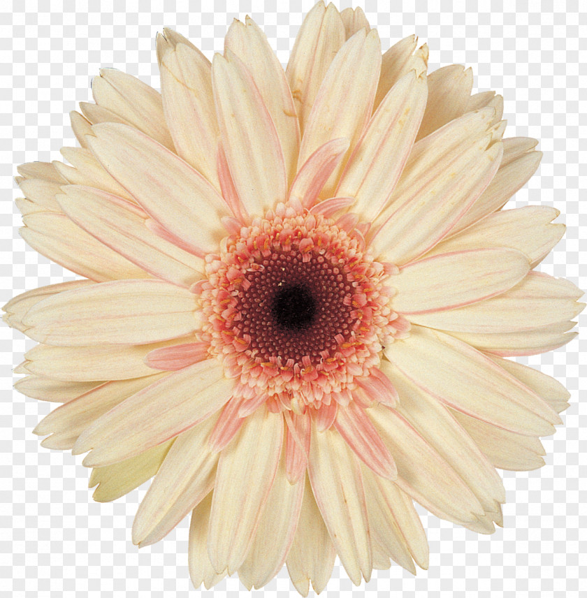 Gerbera Daisy Family Cut Flowers Transvaal PNG