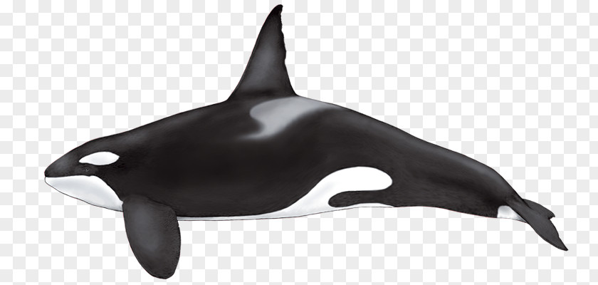Killer Whale False Cetaceans Dolphin Shamu PNG