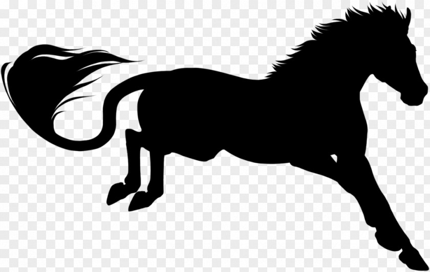 Mustang Mane Halter Pony Stallion PNG