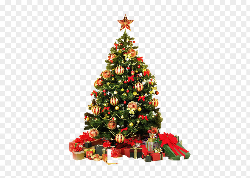 Real Christmas Tree Card Greeting PNG