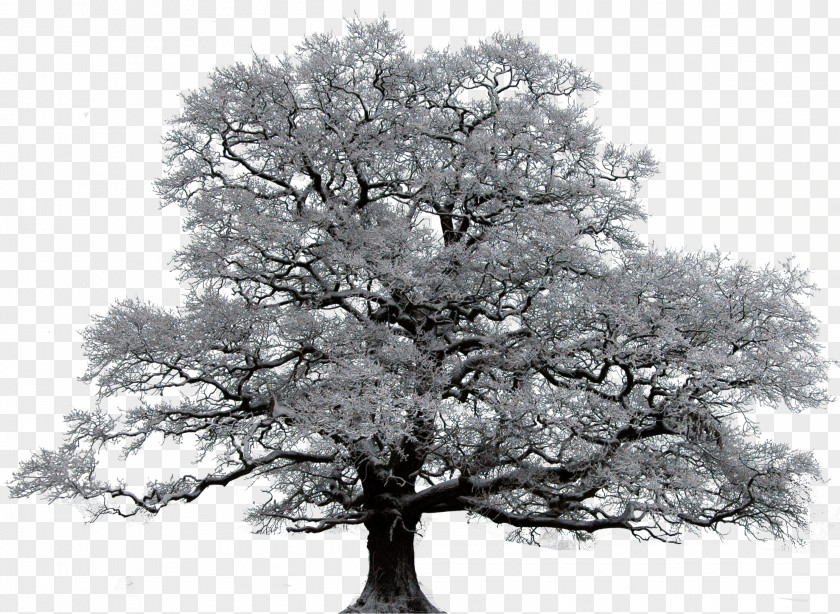Snow Tree Winter Oak Union Valley Royse City PNG