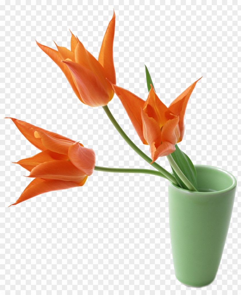 Tulips Vase Flower Decorative Arts Interior Design Services PNG
