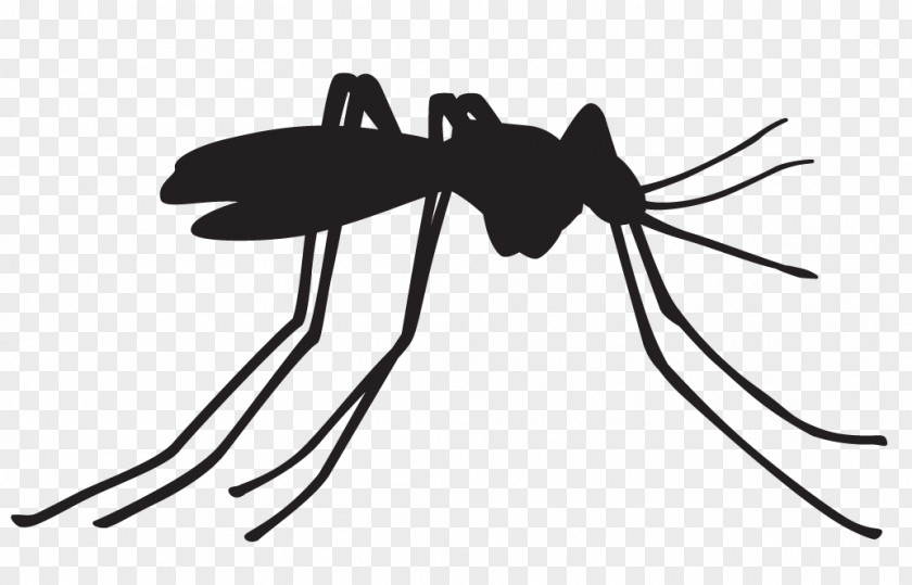 Vector Dengue Fever Mosquito Control Malaria Mosquito-borne Disease PNG