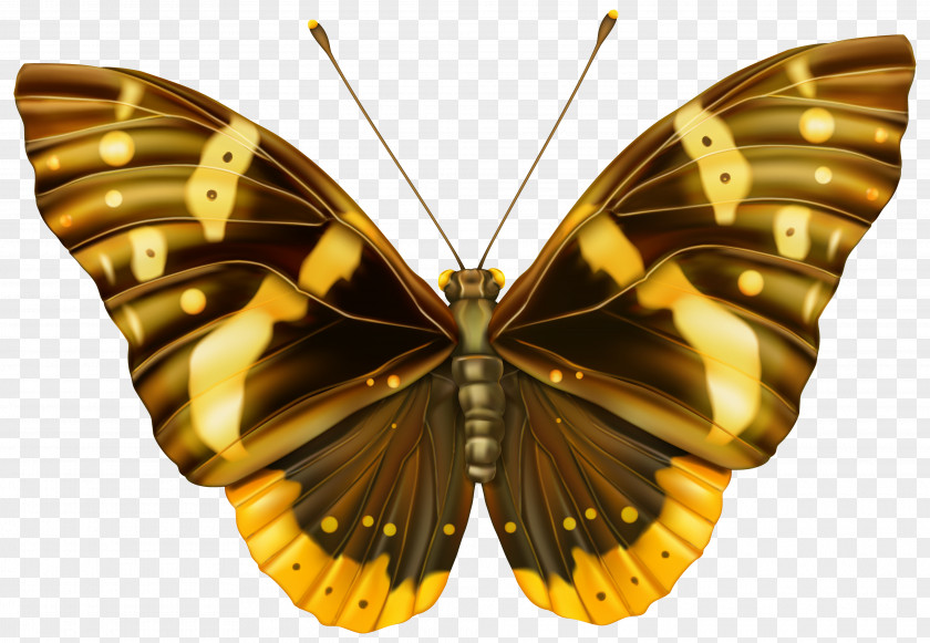 Brown And Yellow Butterfly Clipart Image Clip Art PNG