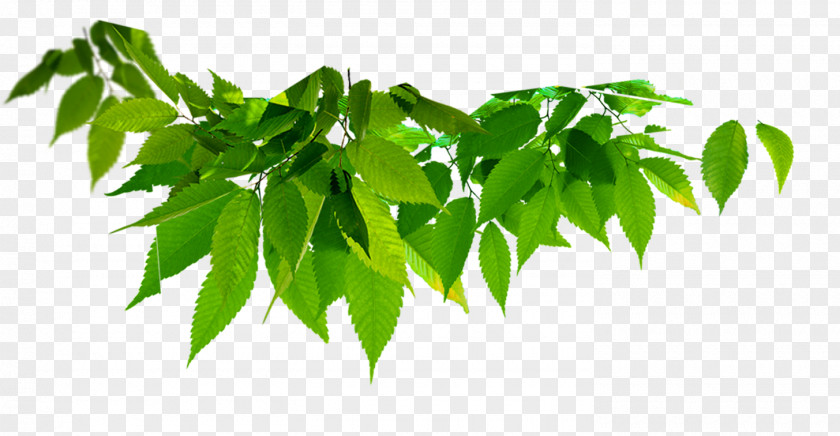 Green Leaves Leaf Color PNG
