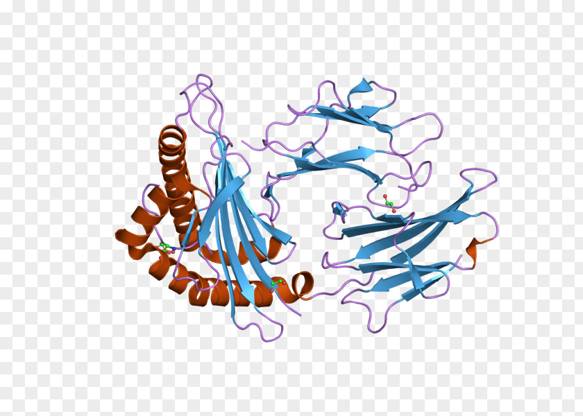 Human Leukocyte Antigen Beta-2 Microglobulin HLA-A MHC Class I Major Histocompatibility Complex PNG