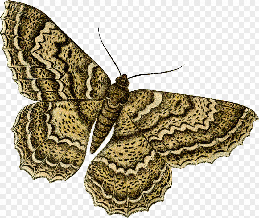 Insect Brush-footed Butterflies Moth Clip Art Новый Калининград PNG