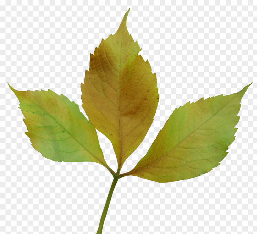 Leaves Leaf Autumn Yandex Photography PNG