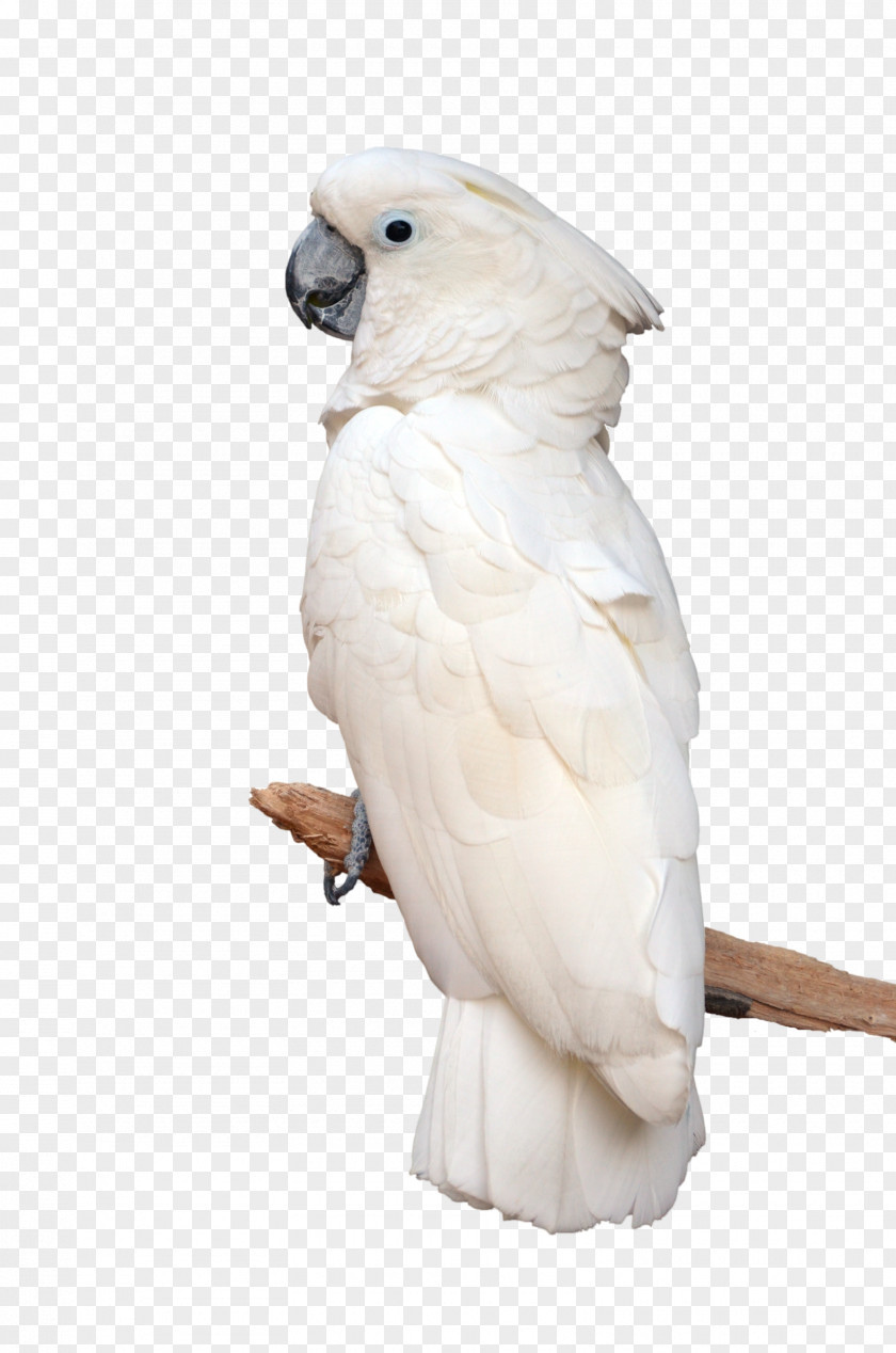Parrot Rosy-faced Lovebird Conure White Cockatoo PNG