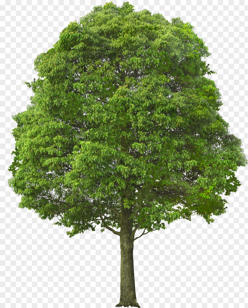 Tree Acer Campestre Shrub Stock Photography Pruning PNG