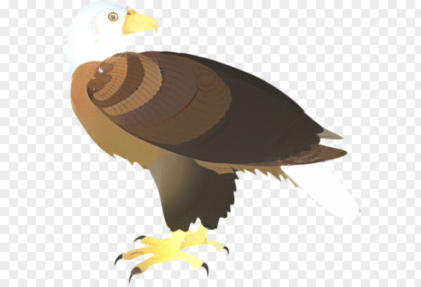 Andean Condor Falconiformes Sea Bird PNG