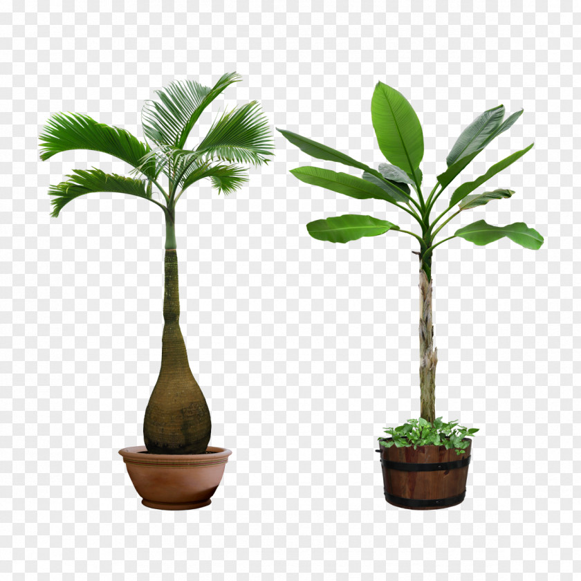 Bottle Coconut Archontophoenix Purpurea Tree Hyophorbe Lagenicaulis Plant PNG