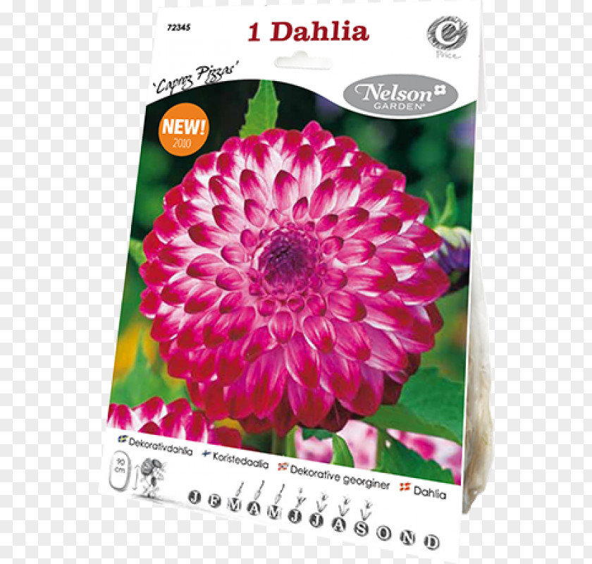 Dahlia Pinnata Magenta Chrysanthemum PNG