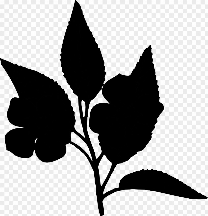 Flowering Plant Clip Art Flannel Flower Stem PNG
