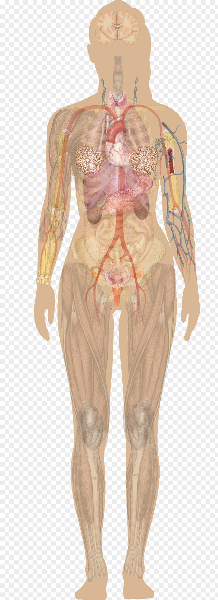 Human Body Anatomy Organ Diagram Woman PNG body Woman, clipart PNG