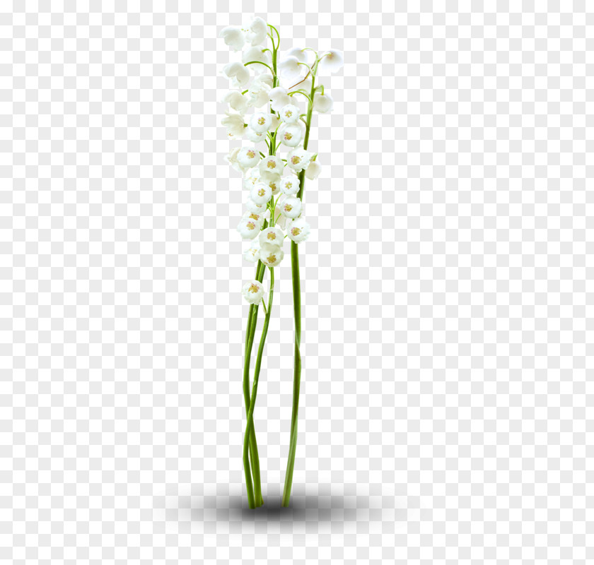 Design Floral Cut Flowers Moth Orchids Flowerpot Plant Stem PNG