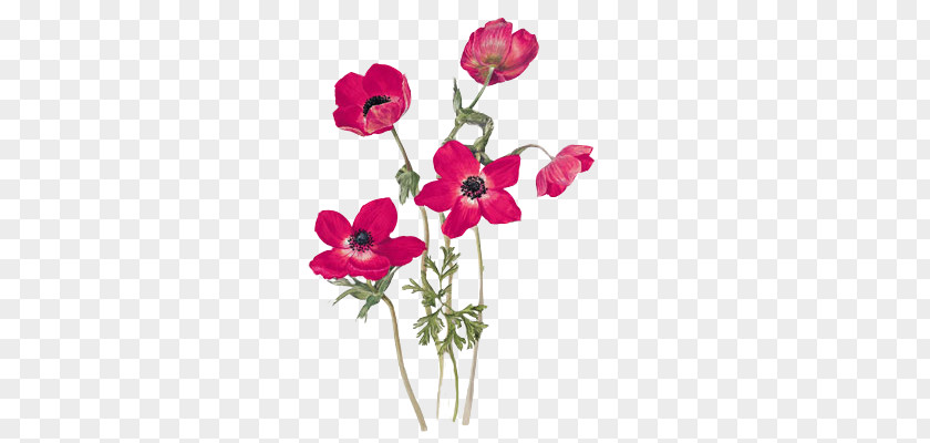 Flower Anemone Coronaria Drawing Poppy Gottorfer Codex PNG