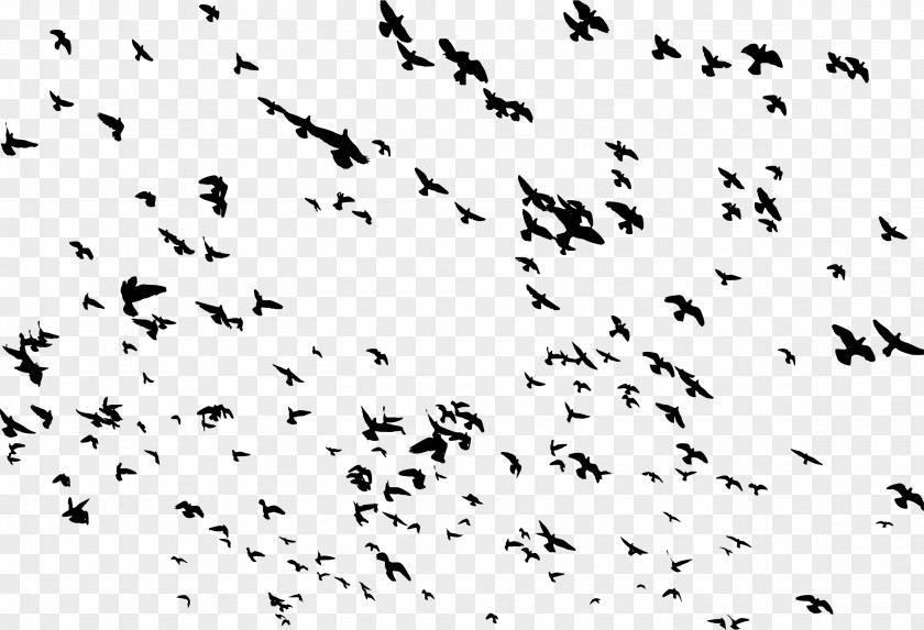 Flying Bird Flight Flock Clip Art PNG