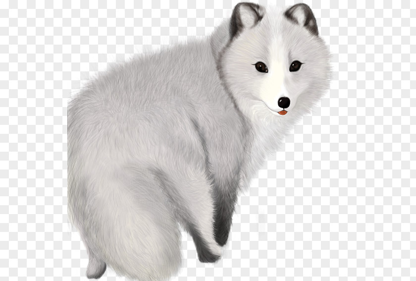 Gray Fox Arctic Template PNG