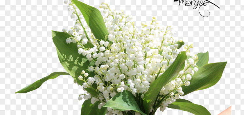 Lily Of The Valley 1 May Flower Labour Day PNG