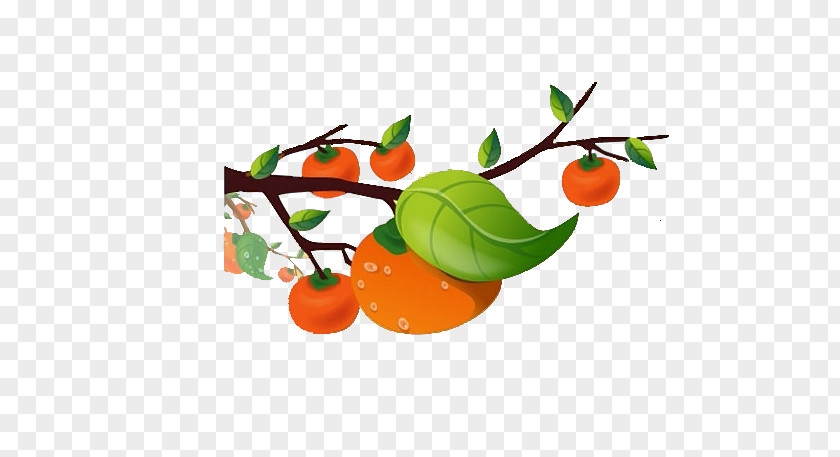 Persimmon Tree Cartoon Child Illustration PNG