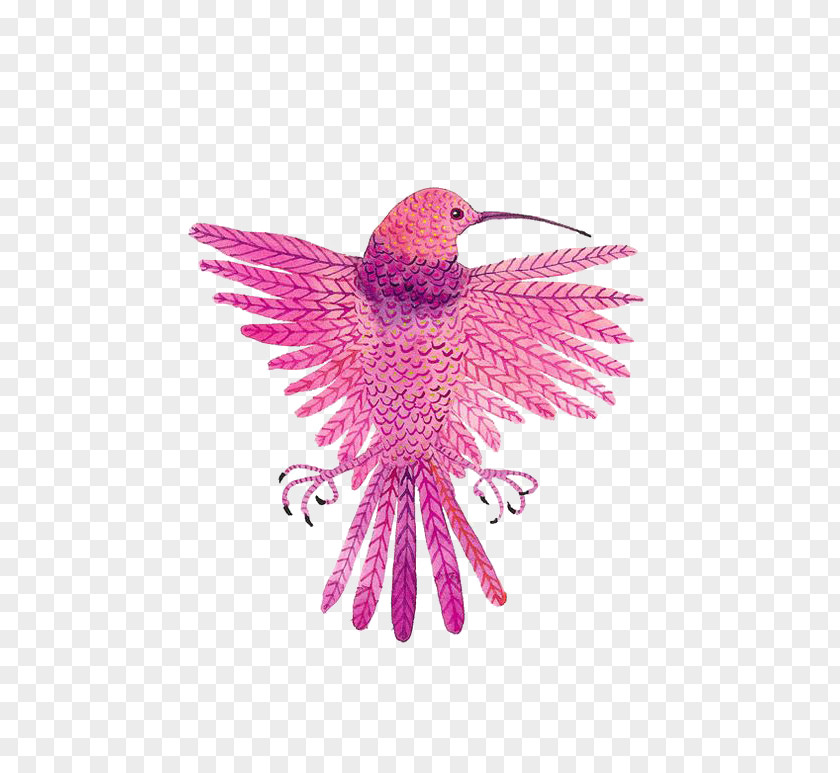 Pink Birds Hummingbird Drawing PNG