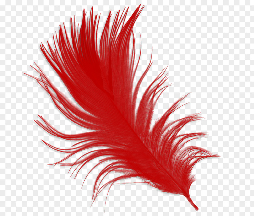 Feather Bird Common Ostrich Hair PNG