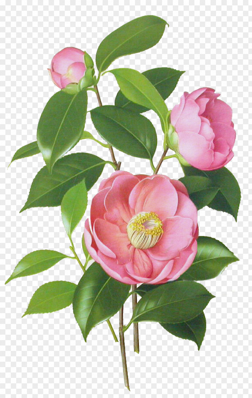 Flower Japanese Camellia Drawing Watercolor Painting Botanical Illustration PNG