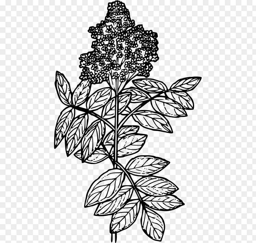 Red Elderberry Drawing Line Art Coloring Book PNG