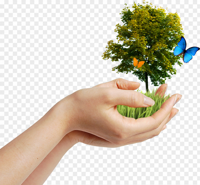 Tree Environmentalism Natural Environment Earth Day Environmental Protection PNG