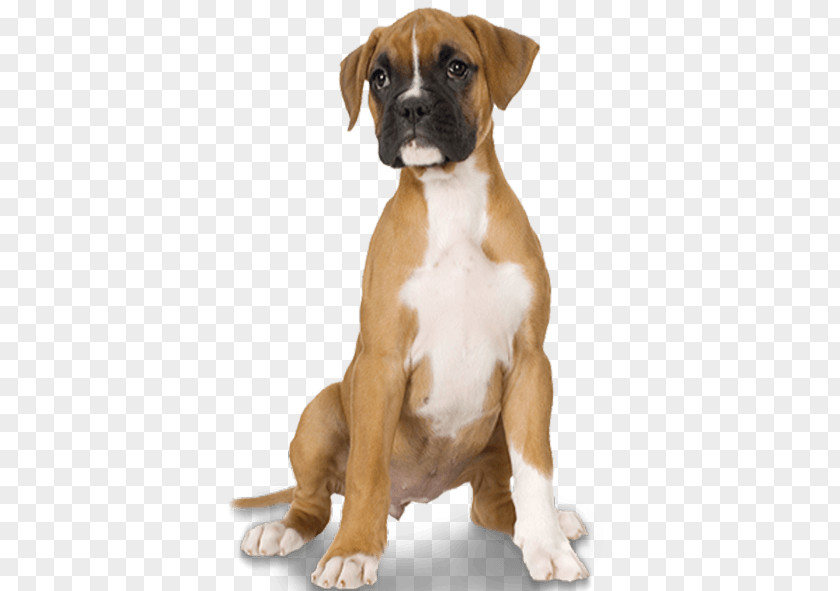 Veterinary Dental Chart Boxer Valley Bulldog Puppy Dog Breed PNG