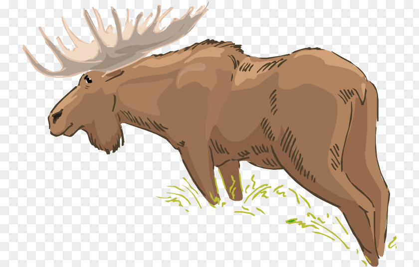 Bear Cattle Moose Horse Wildlife PNG