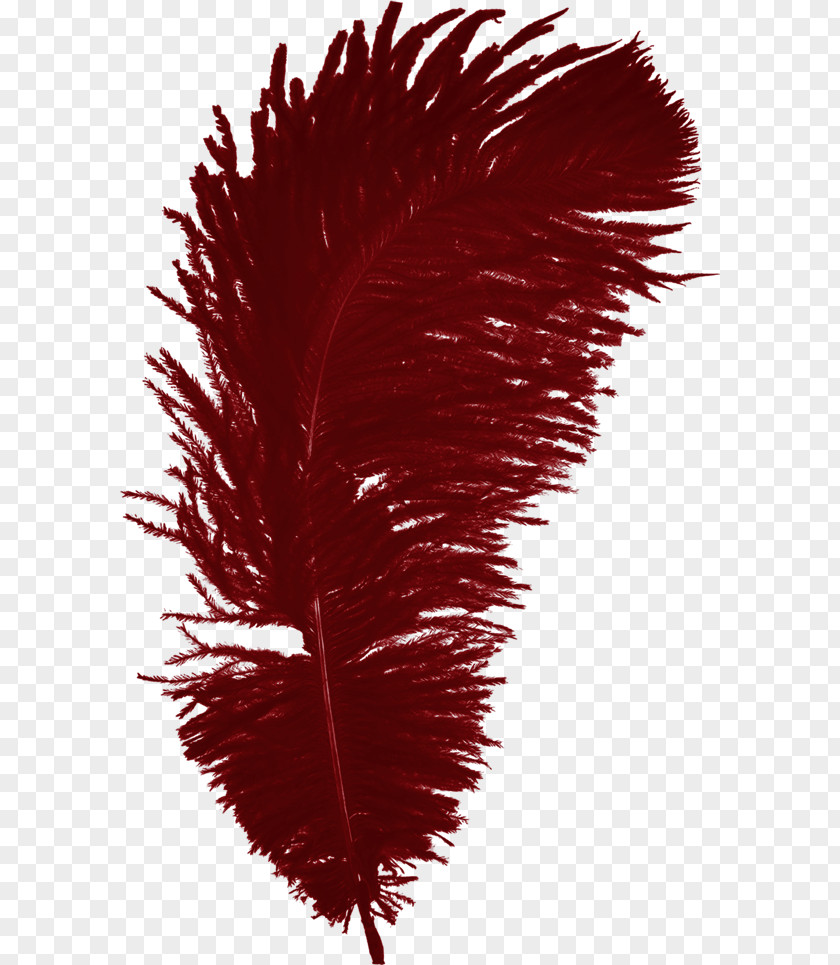 Feather PNG