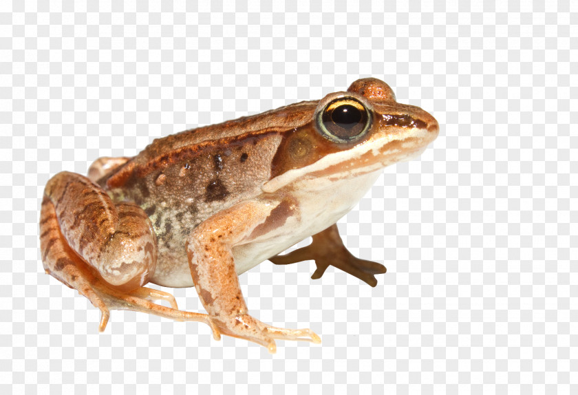 Frog Common Amphibians Edible Wood PNG