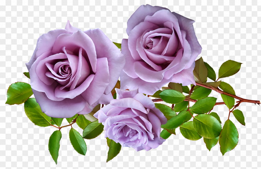 Garden Roses PNG