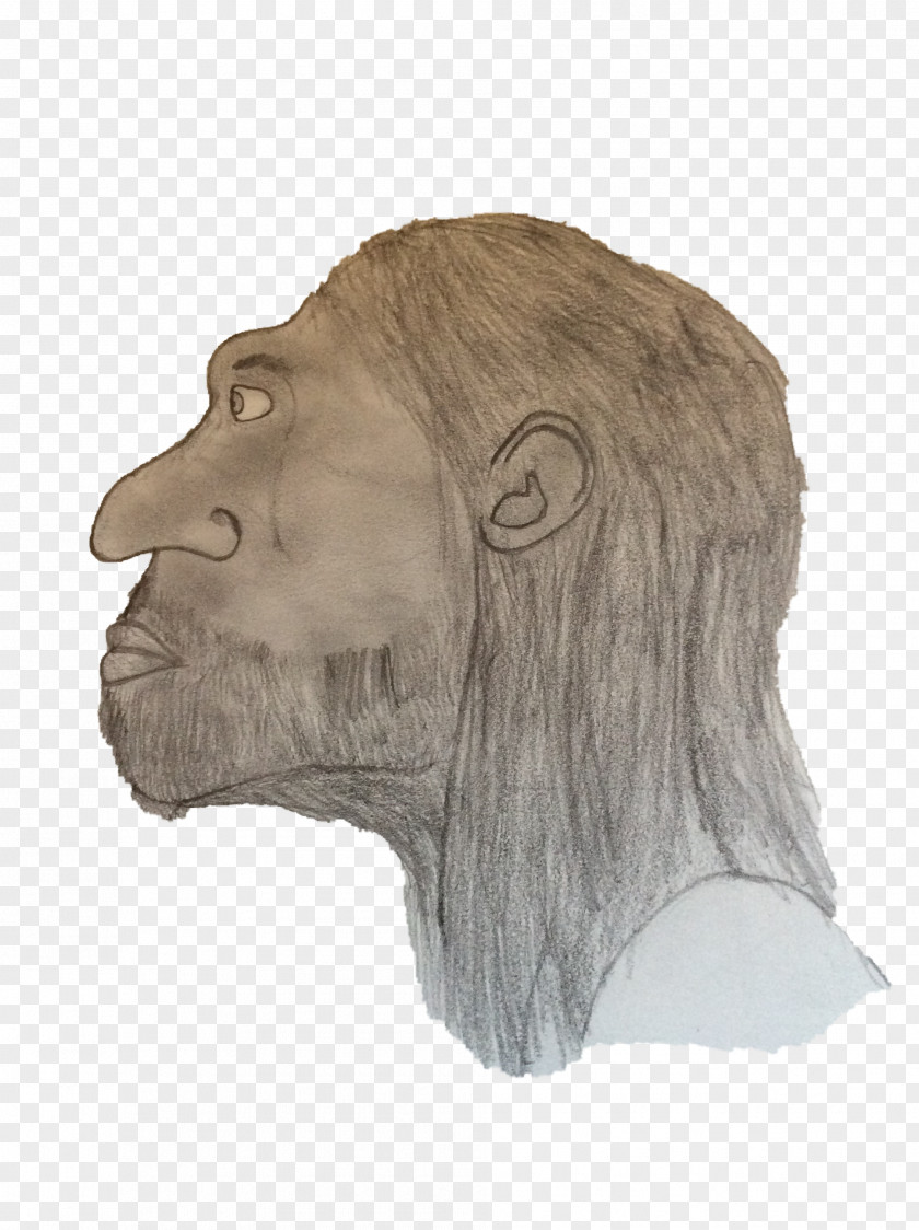 Gorilla Homo Sapiens Forehead Snout Drawing PNG