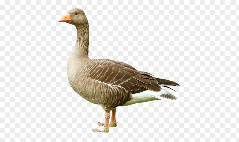 Ganso Bird Domestic Goose Duck Greylag PNG
