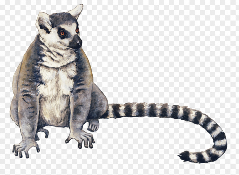 Lumer Ring-tailed Lemur Drawing Cat Raccoon PNG