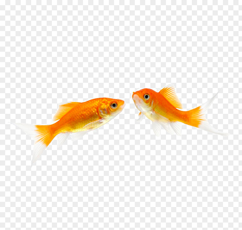 One Pair Of Swimming Fish Fantail Pet Stock Photography PNG