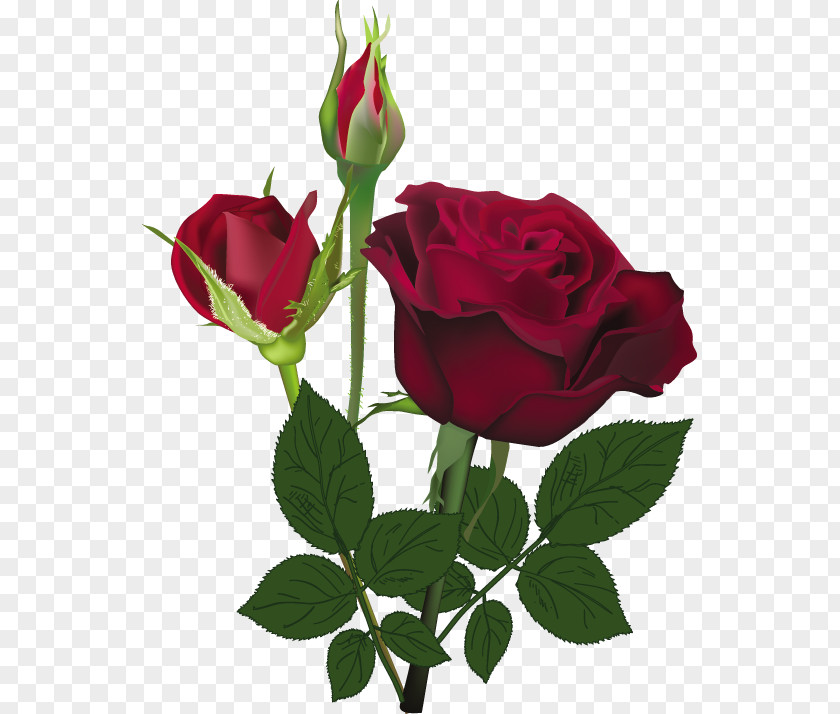 Rose Flower Red White PNG