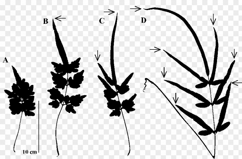 Stage Silhouette Twig Plant Stem Leaf Pattern PNG