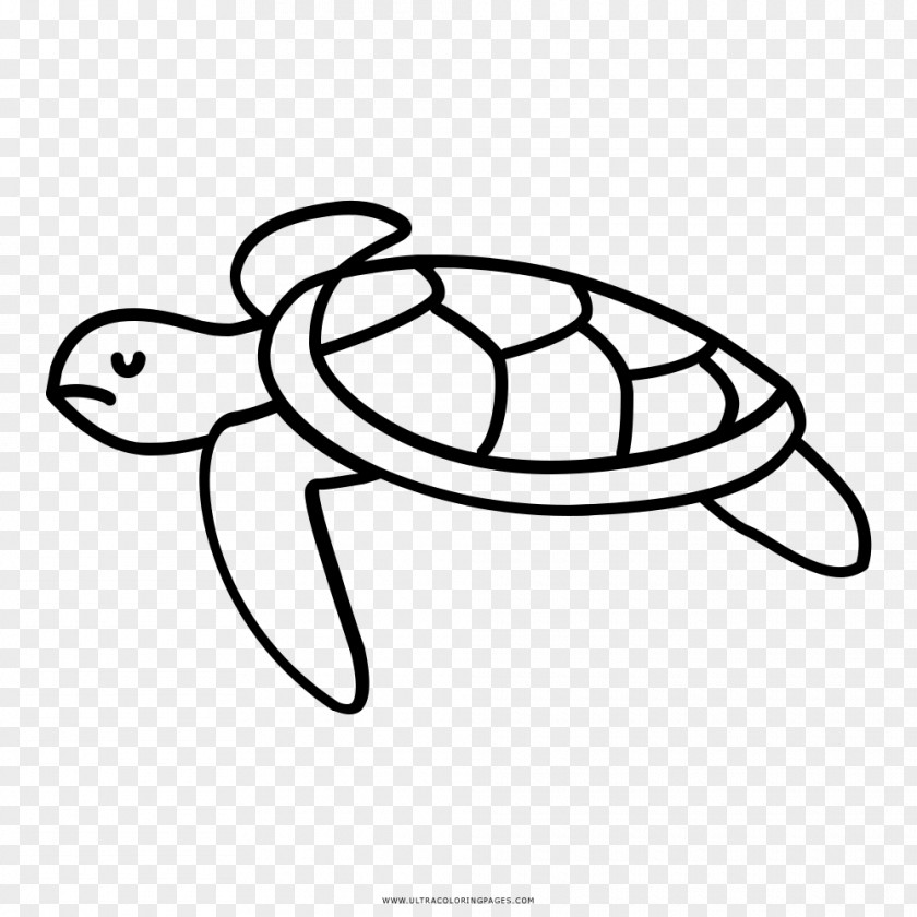 Turtle Drawing Cheloniidae Animal Clip Art PNG