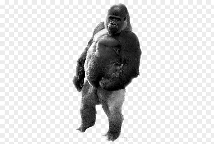 Adult Black Gorilla Ape Ambam Walking Homo Sapiens PNG