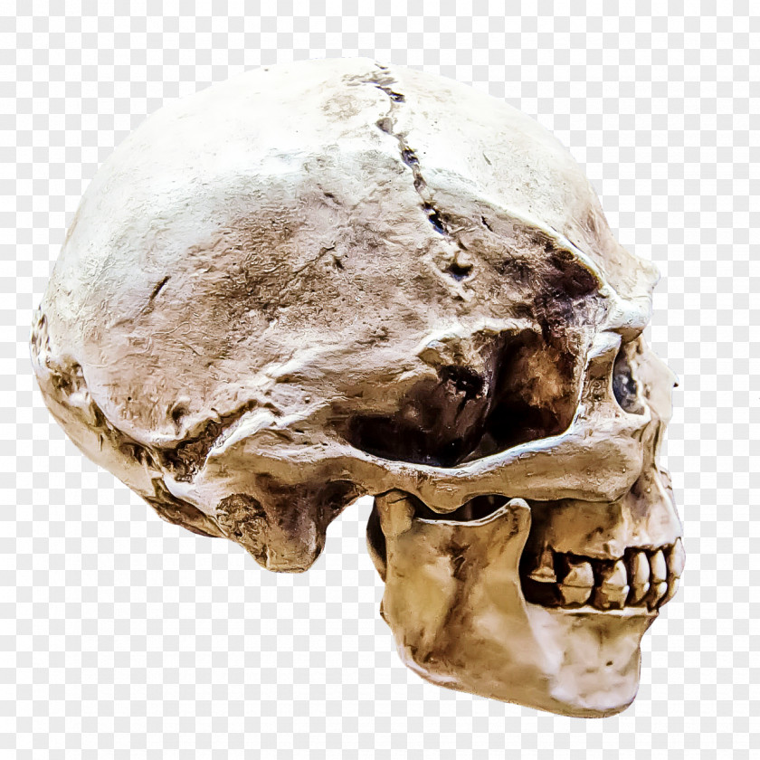 Anthropology Forehead Skull Bone Skeleton Jaw Head PNG