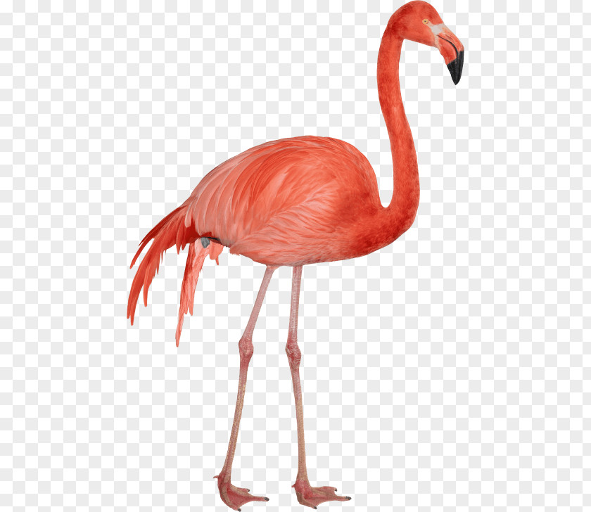 Flamingo Clip Art Image Transparency PNG